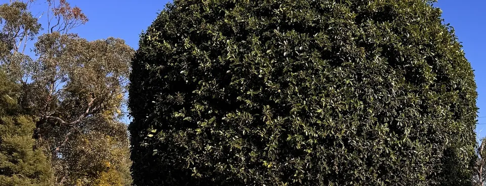 Neatly pruned rounded tree canopy against a clear sky